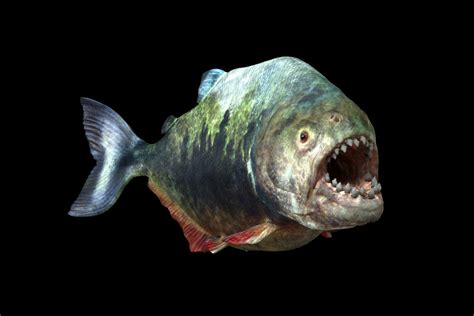 giant piranha extinct|Mega.